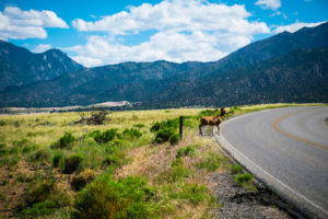 Road Accidents Involving Animals